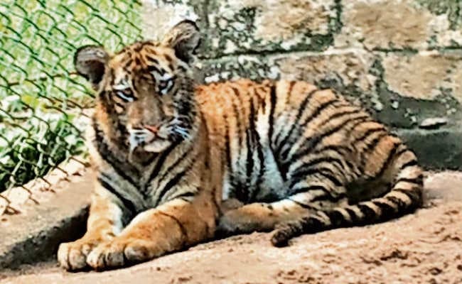 बाघिन अनुष्का की शावक पार्वती की मौत, विकसित नहीं हुई थी पित्त की थैली