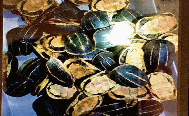 डीआरआई ने 270 कछुओं के साथ एक तस्कर को पकड़ा