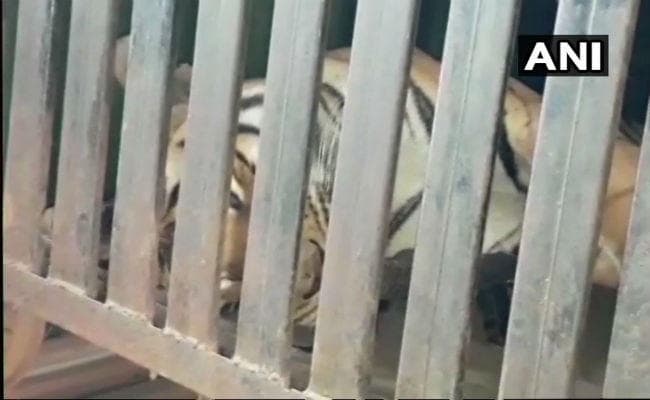 14 लोगों को निवाला बना चुकी बाघिन ”अवनी” को मारी गयी गोली, ग्रामीणों के चेहरे पर आयी मुस्कान