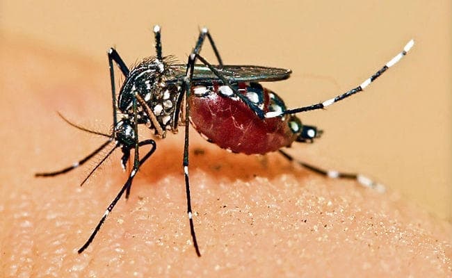 पटना : डेंगू से मौत का सिलसिला जारी, दो और की जान गयी, जांच के लिए लगातार आ रहे सैंपल