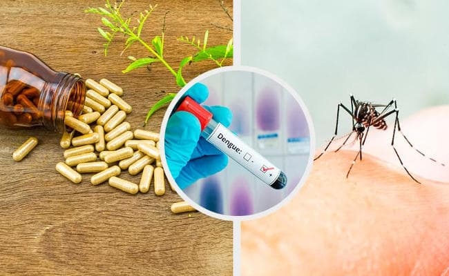 Dengue की आयुर्वेदिक दवा का चल रहा है क्लिनिकल ट्रायल