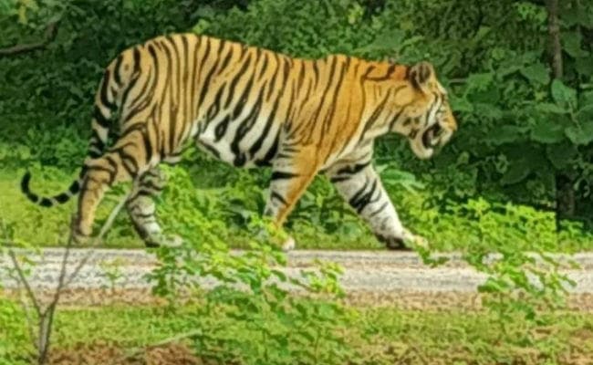 पश्चिम चंपारण : अचानक ट्रैक्टर के सामने आ गयी बाघिन, फिर...