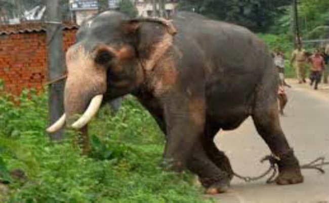 हाथियों ने ही तोड़ डाले अवैध शराब के ठेके, हाथियों ने किया बेहतर काम : सीमा