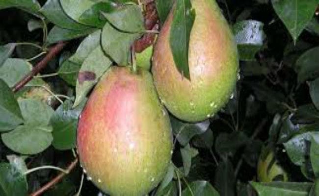 रांची : 46 लाख रुपये में बिका कृषि विभाग का नाशपाती बागान