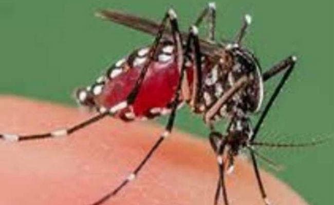 पटना : पीएमसीएच में बढ़ा डेंगू मरीजों का लोड, गैर व्यावसायिक ब्लड बैंक नहीं होने से परेशानी