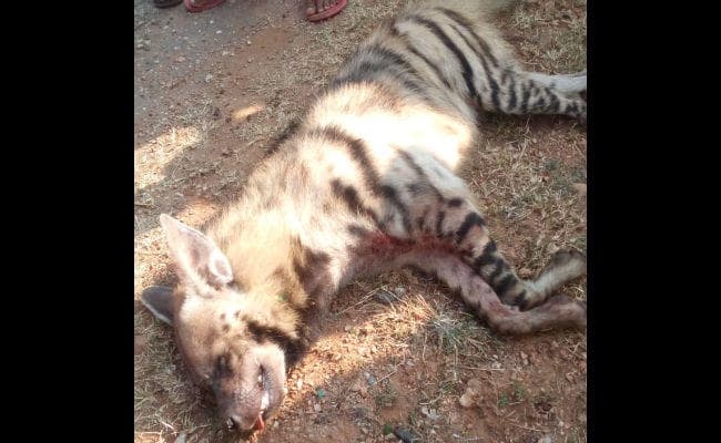 बरकट्ठा : वाहन की चपेट में आने से लकड़बग्घे की मौत, वन अधिकारी को सौंपा