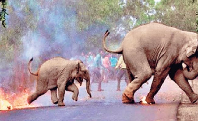 हाथियों को भगाने के लिए मशाल के इस्तेमाल पर सवाल, सुप्रीम कोर्ट ने बंगाल सरकार को हलफनामा दायर करने के दिया निर्देश