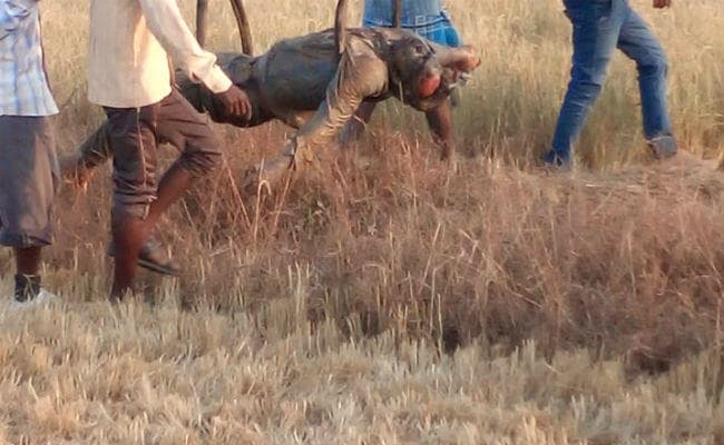 आठ दिन से गायब था गुमला कॉलेज का छात्र, कुएं में मिला शव, हत्या की आशंका