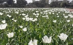 जिले में नहीं होगी अफीम की खेती