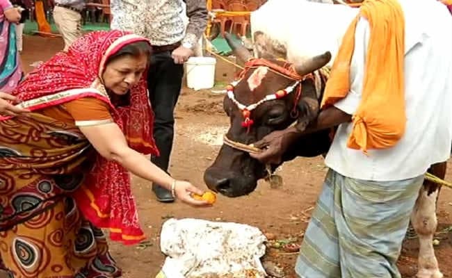 सिलीगुड़ी में कई जगह मनाया गया गोपाष्टमी महोत्सव, गौशाला से निकाली गयी गोमाताओं की प्रभात फेरी