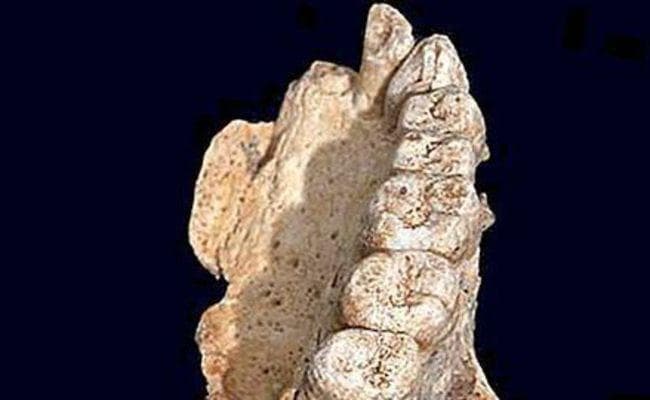 गुजरात के कच्छ में मिला एक करोड़ दस लाख साल पुराना मानव जीवाश्म