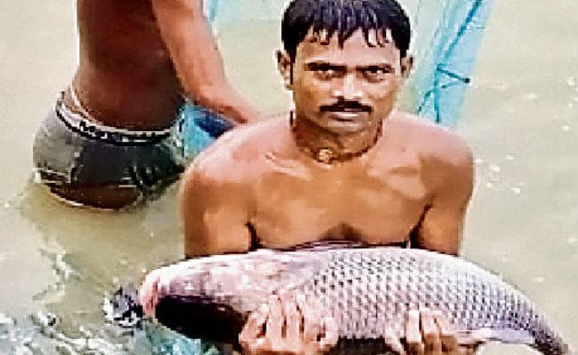 22 को विश्व मत्स्य दिवस पर पटना में दिखायी जायेगी फिल्म, सीएम भी रहेंगे मौजूद, मत्स्यपालकों को किया जायेगा प्रेरित