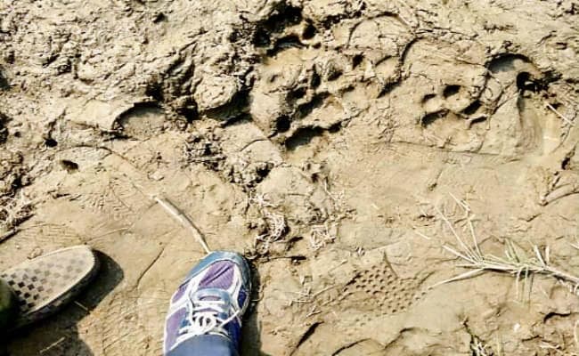 बेतिया : बाघिन ने नीलगाय को मारा डर से घरों में दुबके ग्रामीण