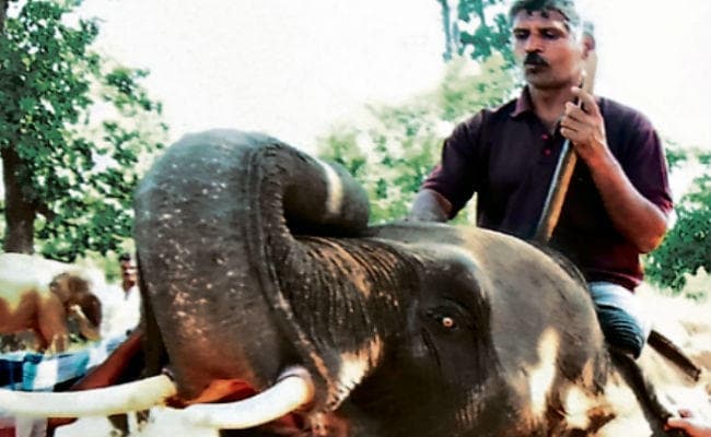 ओरमांझी : बिरसा जू में रामू हाथी ने महेंद्र सिंह को मार डाला