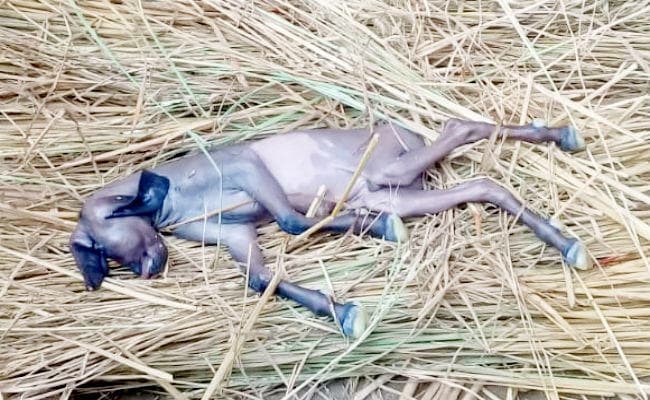 बकरी ने दिया नीलगाय के बछड़े को जन्म! विचित्र बछड़े को देखने के लिए उमड़ पड़ा पूरा गांव