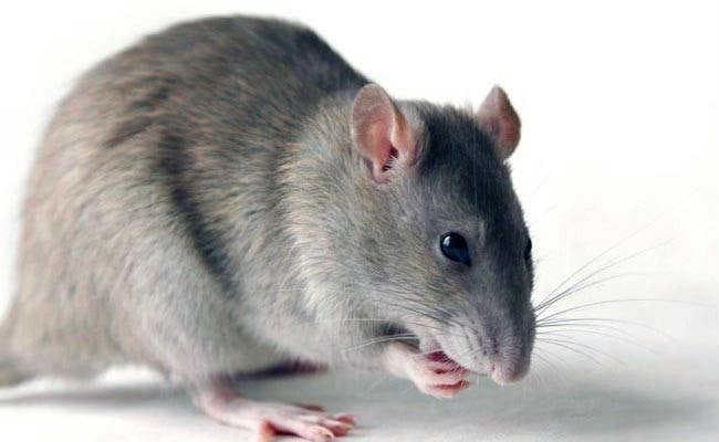 सिलीगुड़ी जिला अस्पताल में चूहों ने मचाया उत्पात, एक्सरे मशीन को बना रहे हैं निशाना