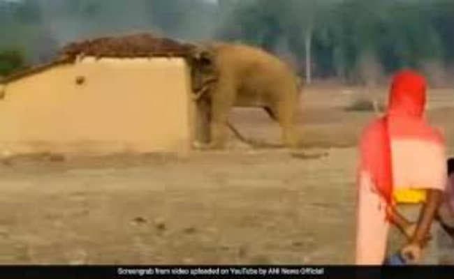 हाथी के हमले में एक युवक की मौत, चार घायल, घर भी किया क्षतिग्रस्त