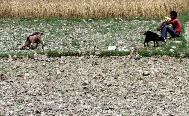 झारखंड के ये नौ जिले पूरी तरह से सूखाग्रस्त