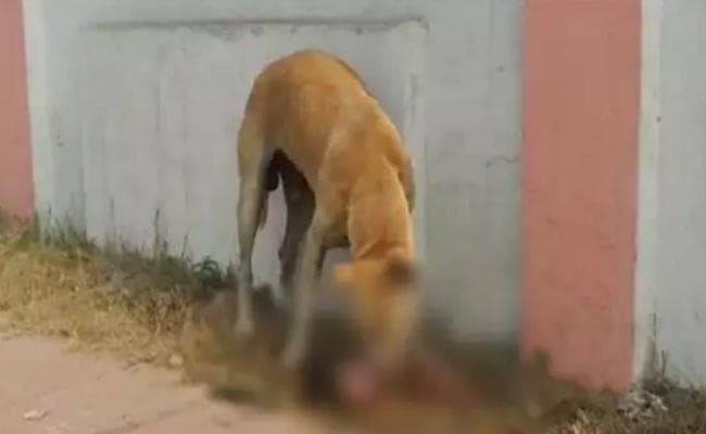 समस्तीपुर : नवजात को नोच-नोच कर खा गये कुत्ते!