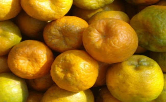 बाजार में दार्जिलिंग के नाम पर बिक रहे नागपुरी संतरे
