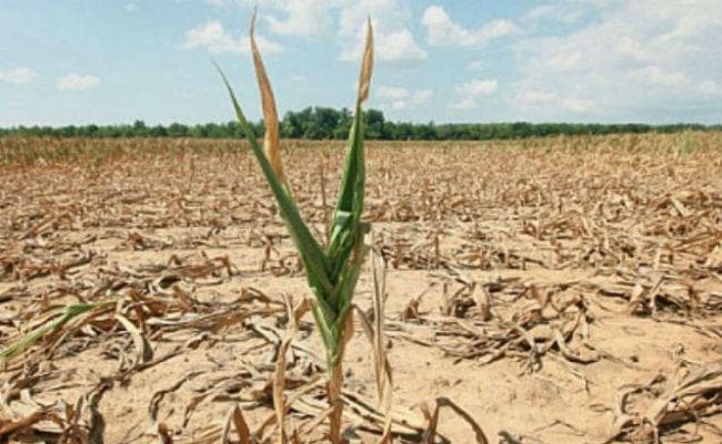 रांची : 129 प्रखंडों को सूखाग्रस्त घोषित किया राहत के लिए 124 करोड़ रुपये मिलेंगे