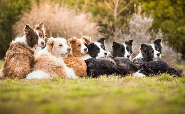 कुत्ते के अंतिम संस्कार को लेकर विवाद, 12 घंटे परेशान रही पुलिस