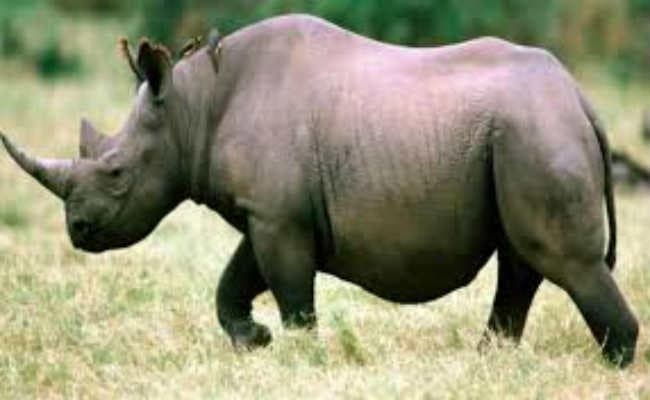 गैंडा को जंगल लौटाने में वनकर्मियों के छूटे पसीने