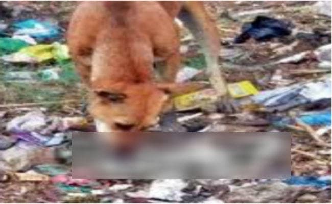 नवजात के शव को नोंचता रहा कुत्ता, वीडियो बनाते रहे लोग