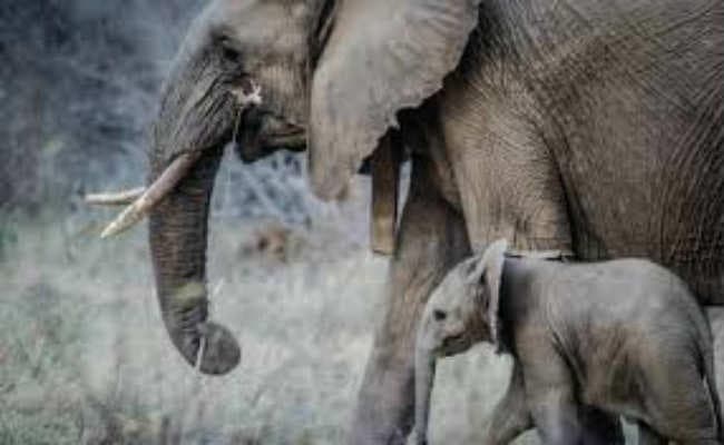 बगोदर प्रखंड में घुसे हाथी, दहशत में ग्रामीण