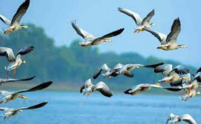 प्रवासी पक्षियों से फूलबाड़ी इलाका गुलजार, शांत परिवेश पर मेहरबान हुए ‘विदेशी मेहमान’