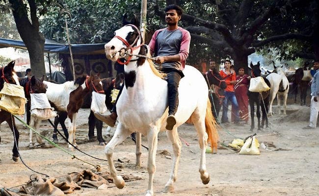 सारण सोनपुर मेला : 14 महीने की रानी की रफ्तार के सभी हैं दीवाने