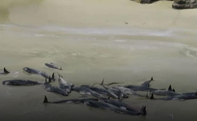 न्यूजीलैंड के तट पर फंसी 145 पायलट व्हेल की मौत