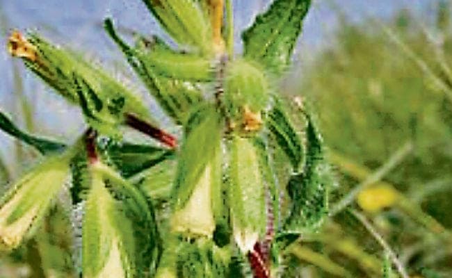 मुंह के छाले, सर्दी-जुकाम ठीक करता है गोजिहवा