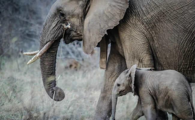 नहीं थम रहा गजराजों का आतंक, डुआर्स में 400 हाथियों के झुंड ने मचाया उत्पात