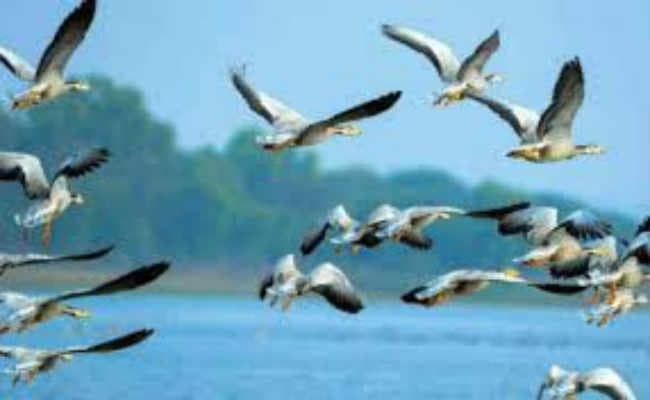 देवघर : अप्रवासी पक्षियों की शिकारियों से रक्षा कर रहे ग्रामीण