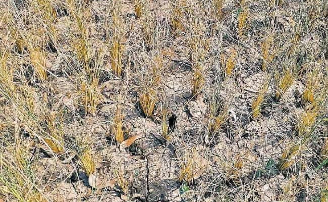 रांची : केंद्रीय टीम सुखाड़ का आकलन करने आयी, लौटकर सप्ताह भर के अंदर भेजेगी रिपोर्ट