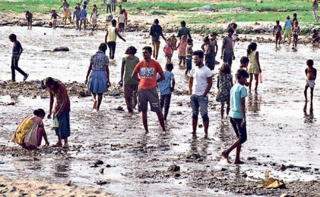 सिलीगुड़ी : ....जब महानंदा नदी में मछली लूटने की मची होड़