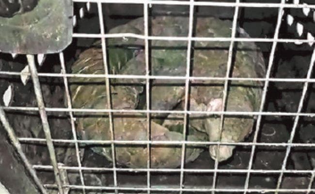 कोलकाता : पैंगोलिन की तस्करी करते दो गिरफ्तार