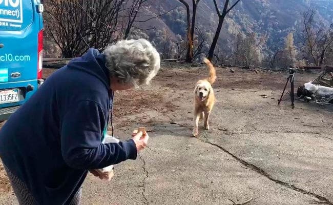 VIDEO : कैलिफोर्निया की आग में सब कुछ राख होने के बाद भी घर की रखवाली करता रहा कुत्ता