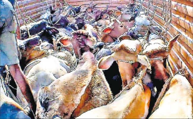 बराकर : पशु खरीद कर लाने पर लगता है डर, देनी होती है रंगदारी, दूध का व्‍यवसाय समेटने की तैयारी में व्‍यवसायी