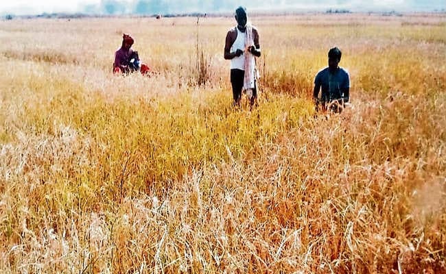 गेहूं की फसल से लहलहा रहे खेत, सताने लगी कटनी की चिंता