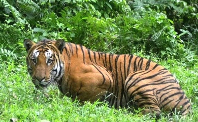 पचं : गांव में देर रात घुसी शावकों के साथ बाघिन, मची भगदड़