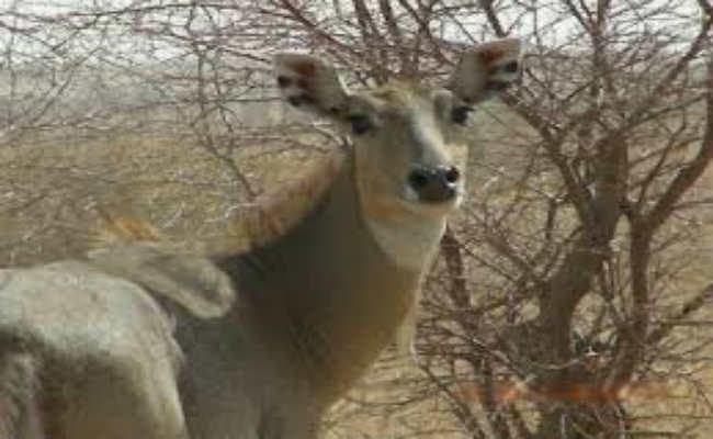 सिलीगुड़ी :  वाइल्ड लाइफ क्राइम रोकने की कवायद तेज, तीन देश मिलकर बनायेंगे विशेष टास्क फोर्स