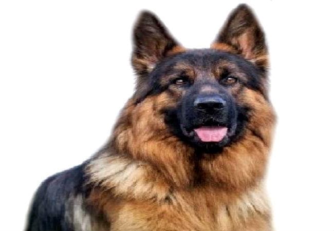 कुत्ते की मौत होने पर दर्ज करायी सात लोगों पर नामजद प्राथमिकी, ...जानें क्या है मामला?