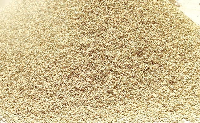 केंद्र सरकार ने माना CM नीतीश का अनुरोध, किसानों से अब 30 लाख मीट्रिक टन की होगी धान खरीद