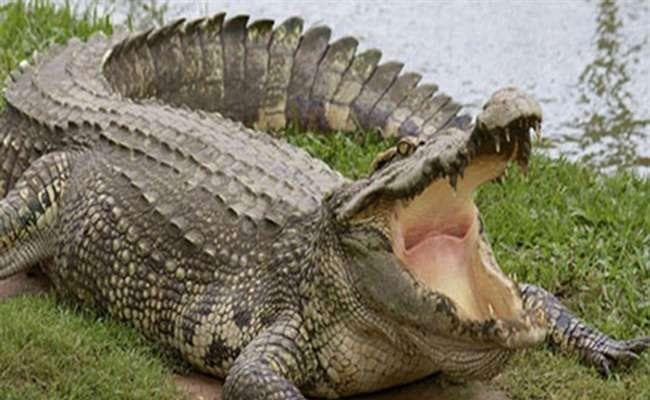 मरगमच्छ से चाचा की जान बचाने वाले सीतू मलिक को मिलेगा राष्ट्रीय वीरता पुरस्कार