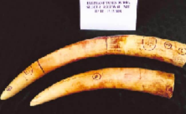 एक करोड़ के हाथी दांत संग दो गिरफ्तार, तस्करों में एक महिला भी शामिल