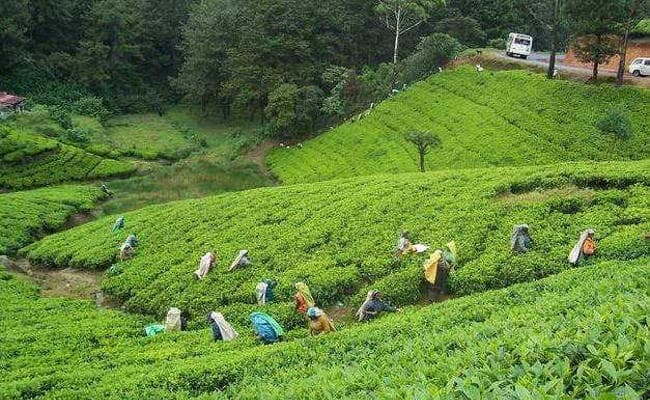 चाय बागान कामगारों के लिए दिये 1,000 करोड़ रुपये : ममता बनर्जी