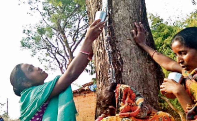 गुमला : यहां नीम के पेड़ से निकल रहा दूध जैसा पदार्थ, मंदिर बनाने को लेकर होगी बैठक