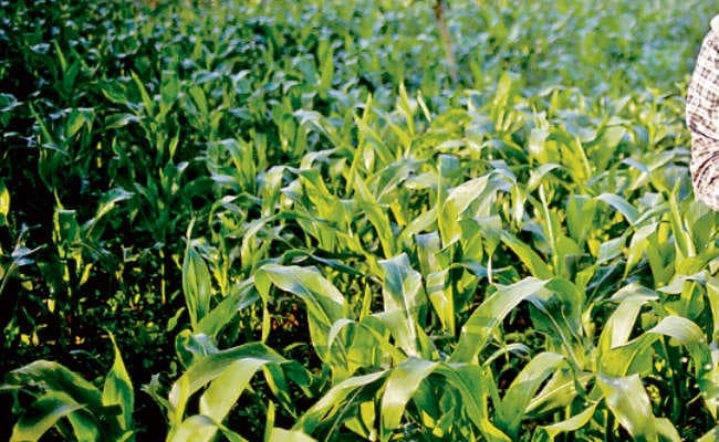 पटना : कृषि विभाग ने कैबिनेट को भेजा प्रस्ताव, अब किसानों को मिलेगा 8000 कृषि इनपुट अनुदान